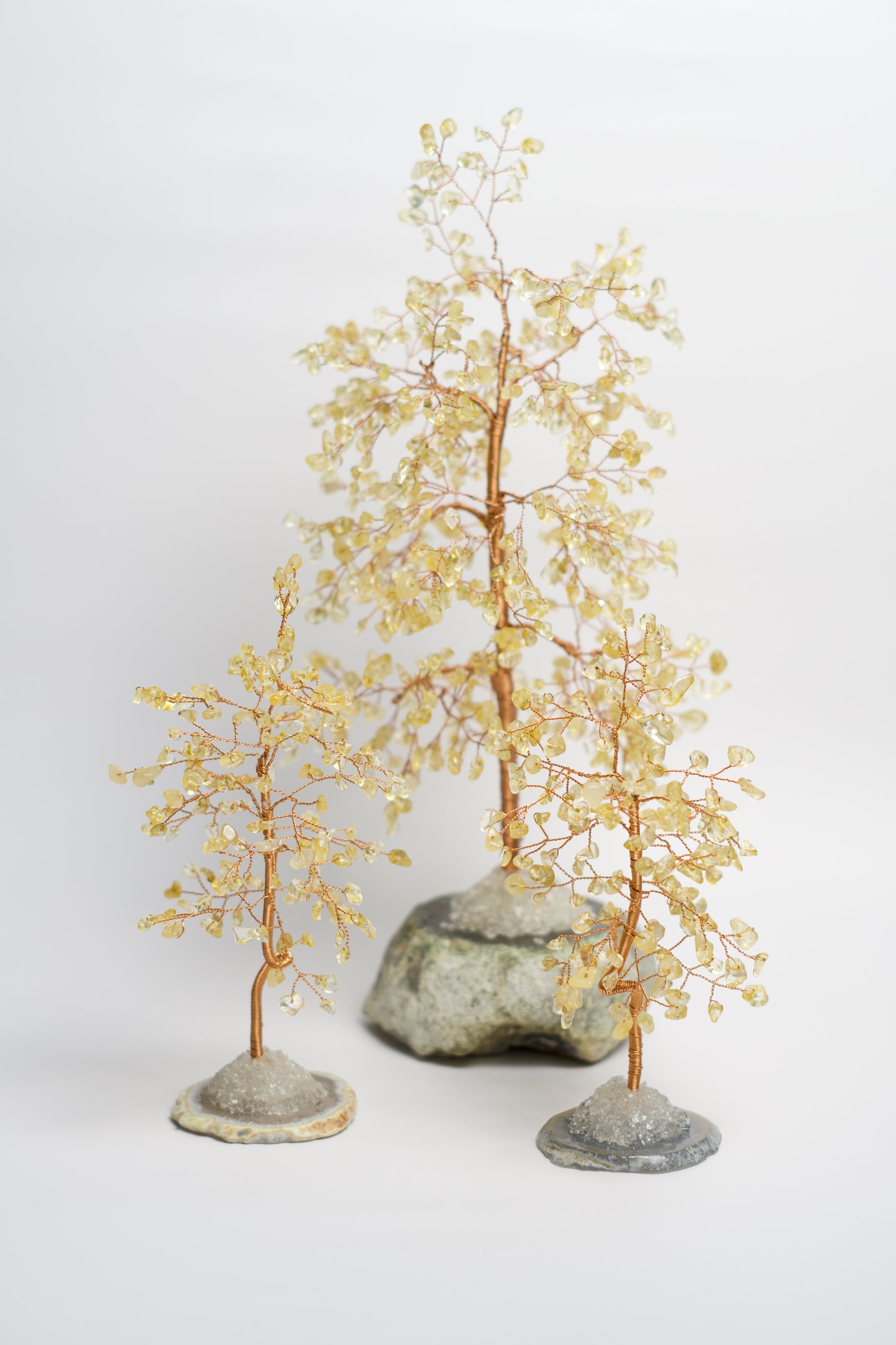 LG MONEY TREE | CITRINE | G105