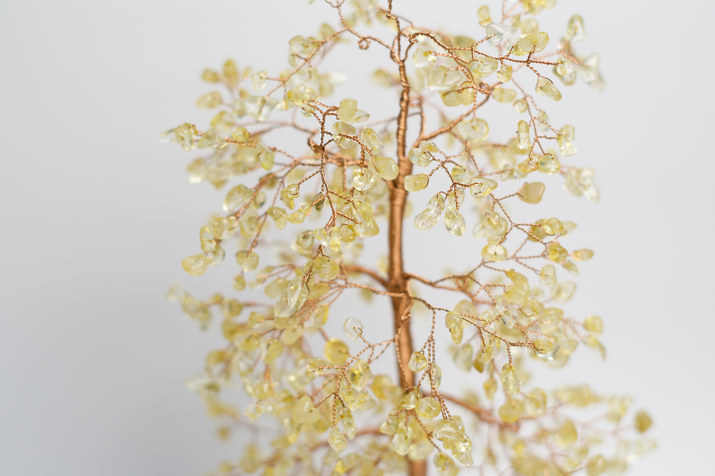 LG MONEY TREE | CITRINE | G105