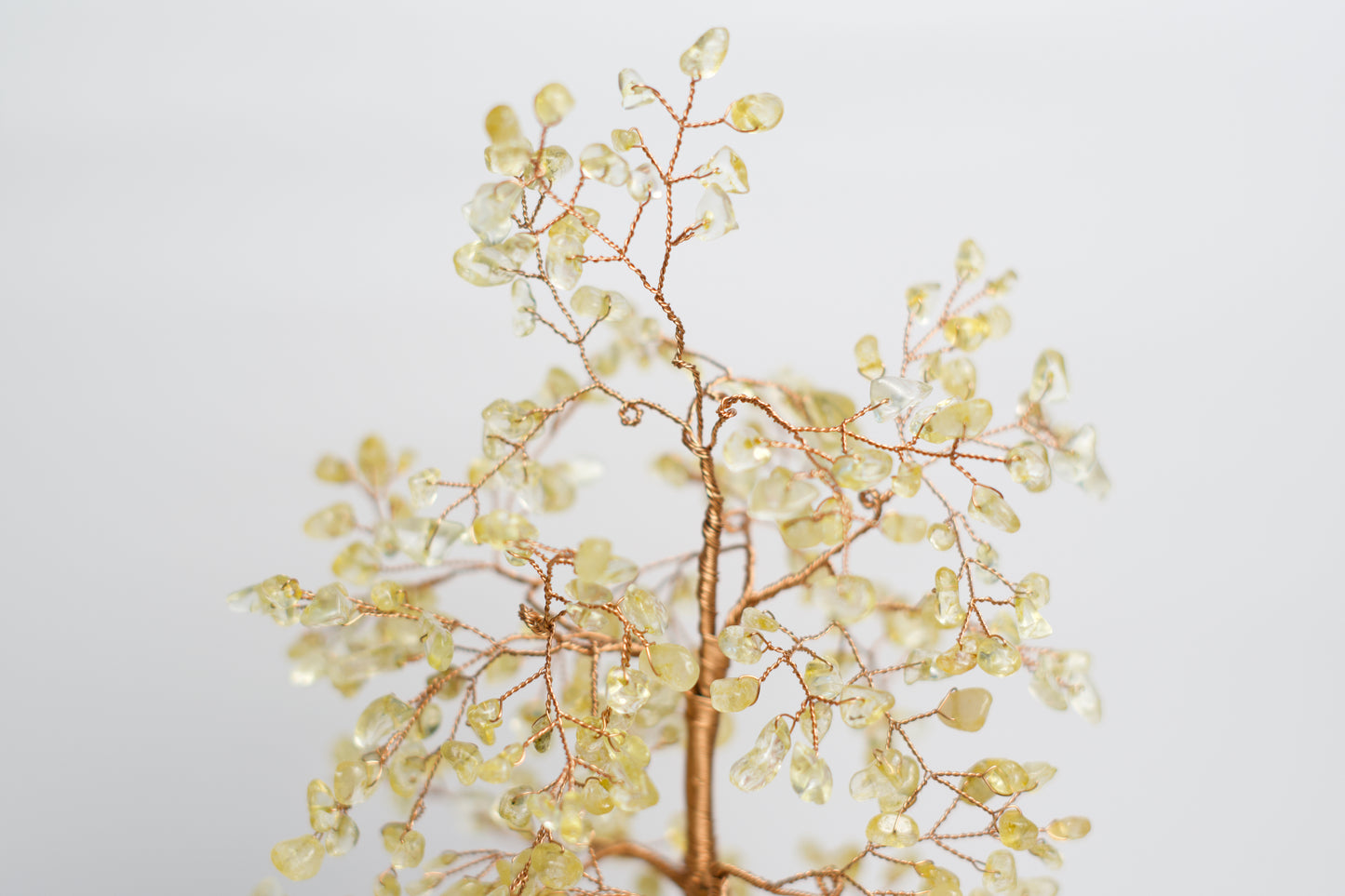 LG MONEY TREE | CITRINE | G105
