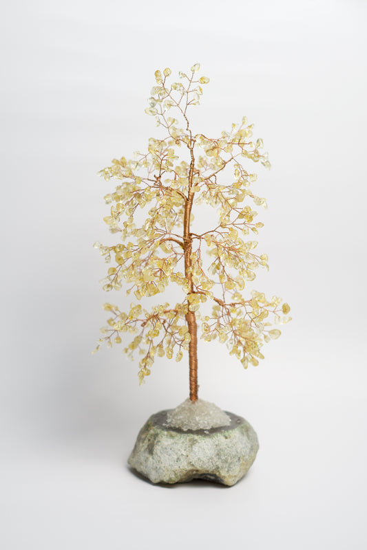 LG MONEY TREE | CITRINE | G105