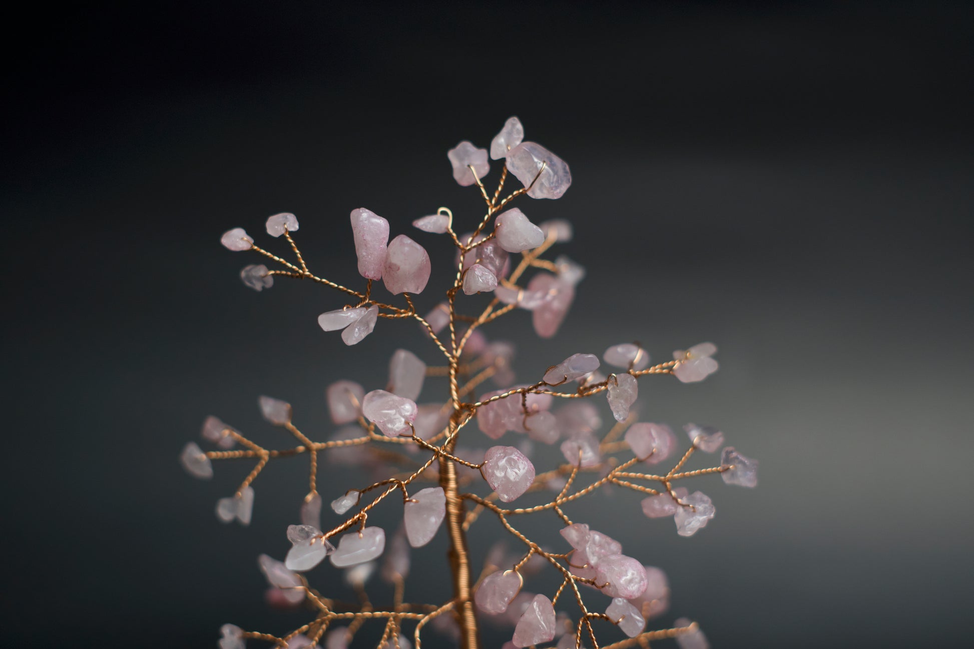 pink money tree SM MONEY TREE | ROSE QUARTZ